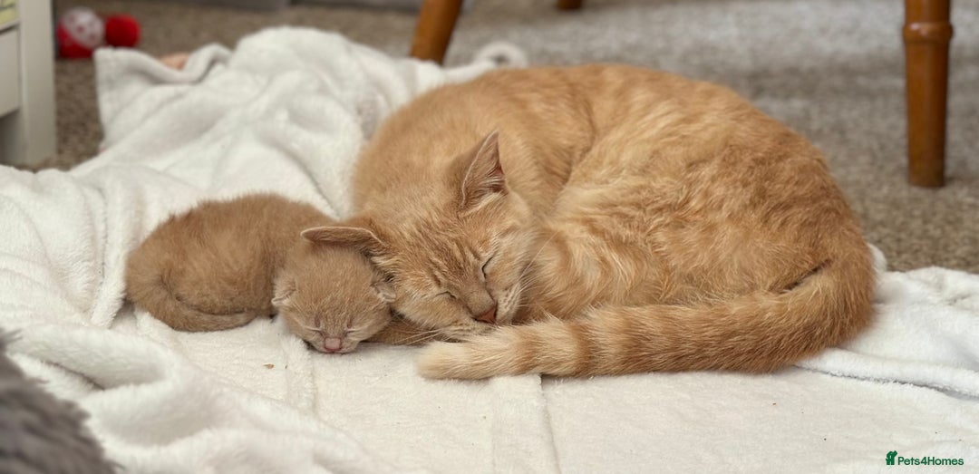 Mixed Breed cats for sale: Male kitten for sale  - Image 4
