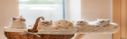 Ragdoll cats for sale: Beautiful Pure-bred Ragdoll Kittens  - Advert 7