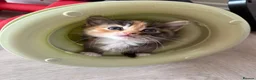 Mixed Breed cats for sale: Affectionate & Beautiful Ragdoll X Kittens - Advert 1