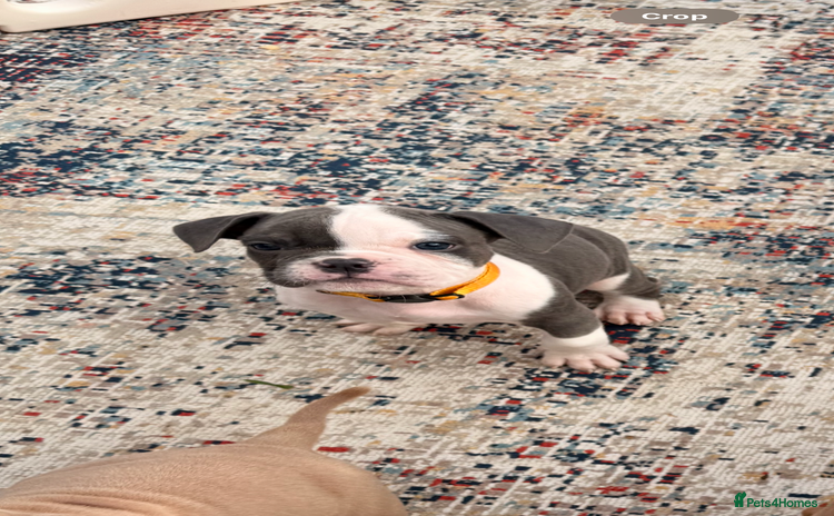 Olde English Bulldogge dogs - Advert 4