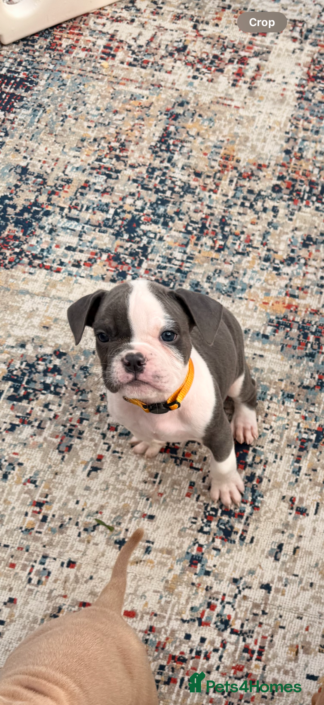 Olde English Bulldogge dogs for sale: Last 3 male Olde English bulldogs - Image 2
