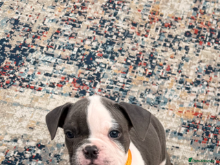 Olde English Bulldogge dogs - Advert 7