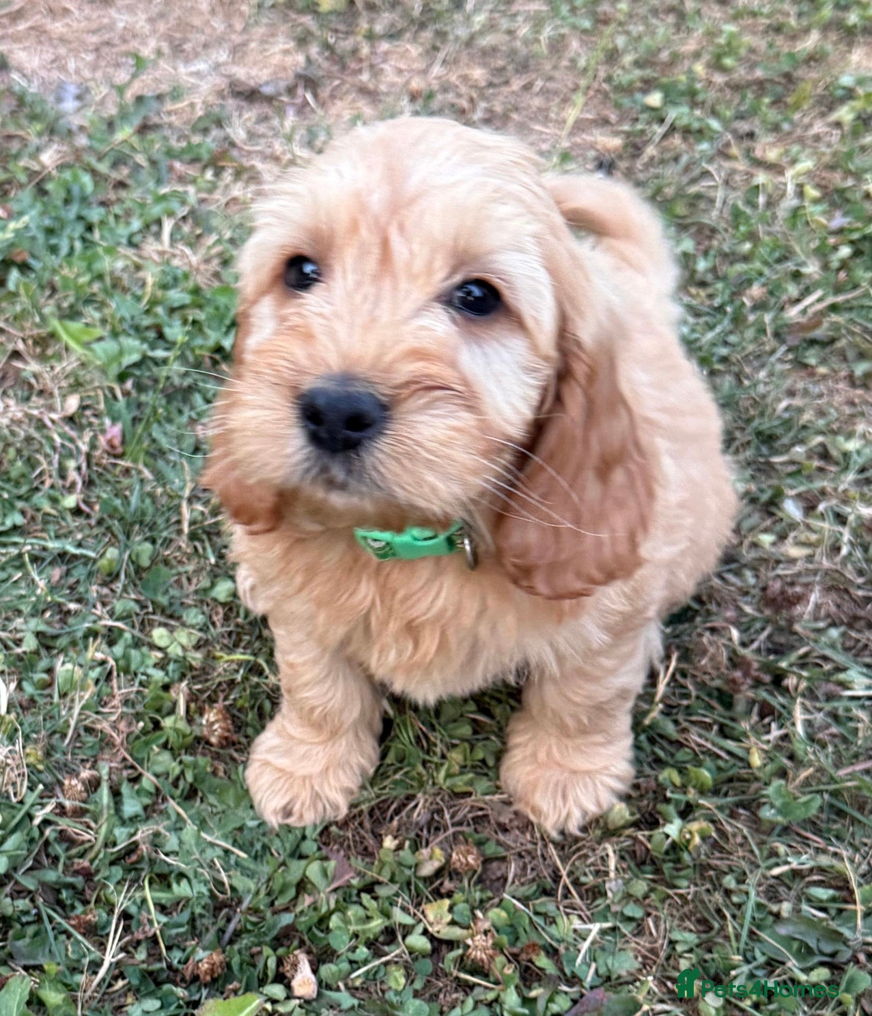 Cockapoo dogs F1 Cockapoos  - Advert 2