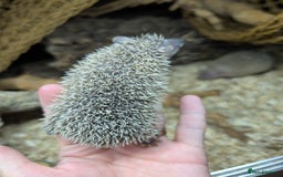 Pygmy Hedgehog rodents for sale: Baby Lesser Tenrecs available  - Image 9
