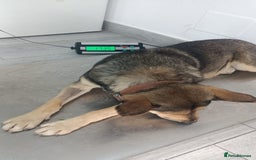 Mixed Breed dogs for adoption: 🐺 WOLFIE – A Brave Soul Ready for a New Life 🖤 - Advert 16