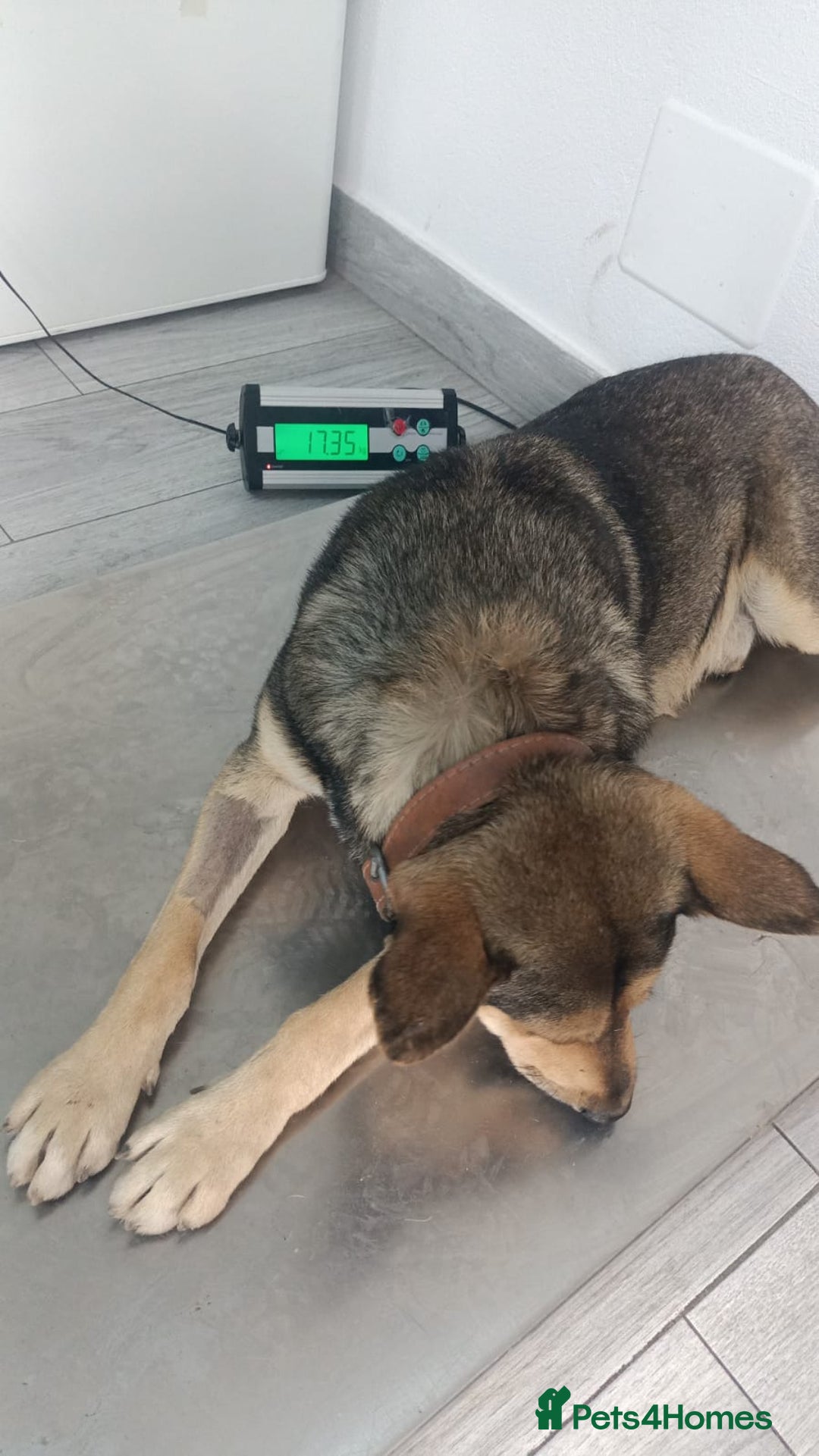 Mixed Breed dogs for adoption: 🐺 WOLFIE – A Brave Soul Ready for a New Life 🖤 - Advert 16