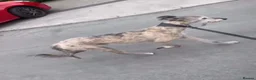 Mixed Breed dogs for sale: lurcher x bull x Greyhound  in Castleford - Advert 3