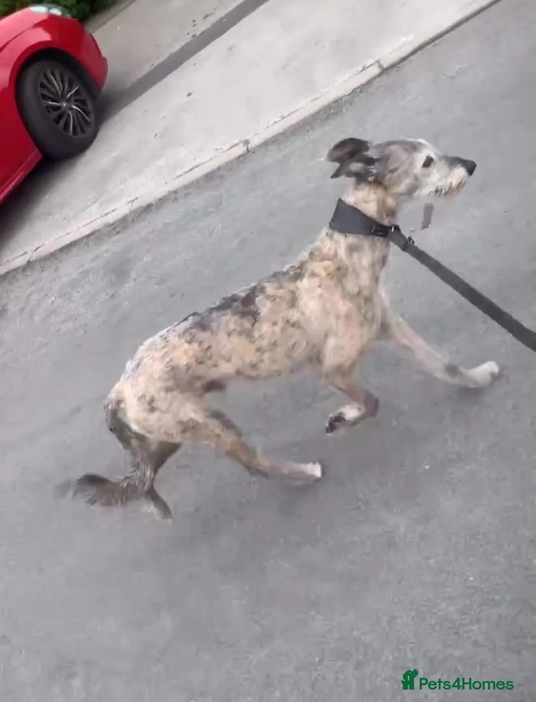 Mixed Breed dogs for sale: lurcher x bull x Greyhound  in Castleford - Advert 3