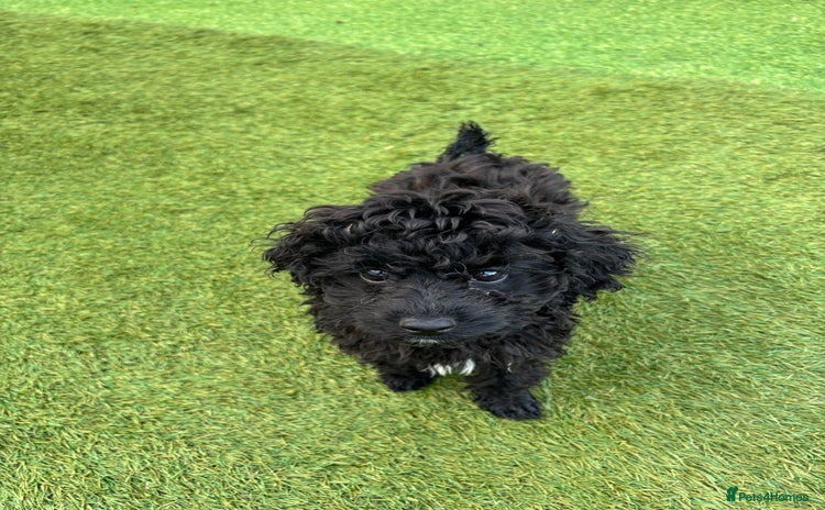 Cavapoo dogs - Advert 11