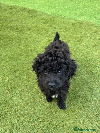 Cavapoo dogs - Advert 1