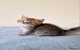 British Shorthair cats for sale: 3 beautiful british shorthair kittens 🥰 - Image 19
