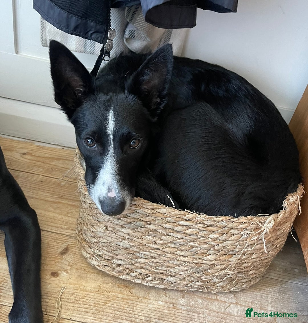 Border Collie dogs for sale: Female Collie  - Image 5