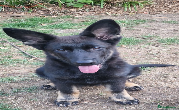 German Shepherd dogs - Advert 1
