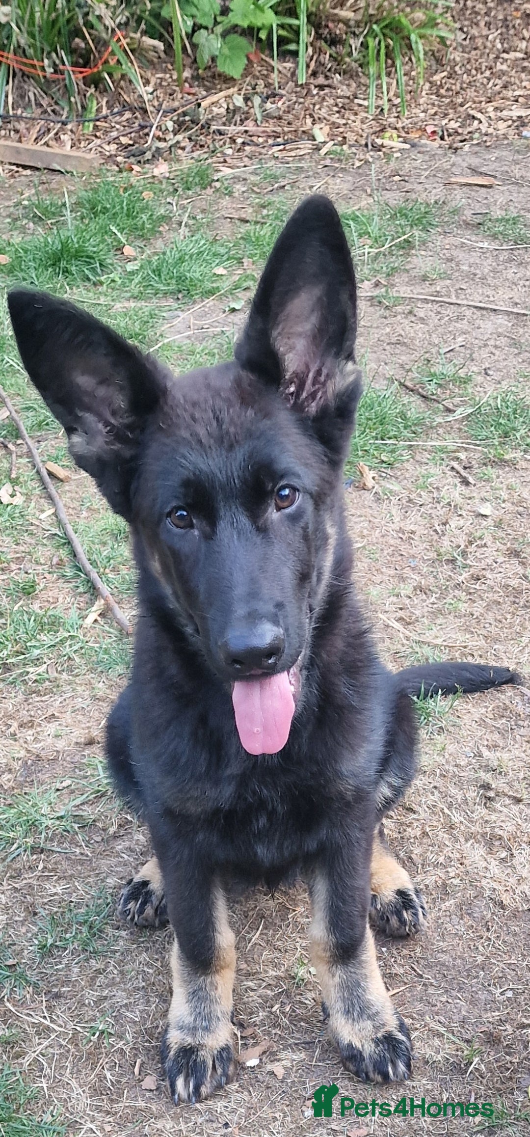 German Shepherd dogs for sale: German shepherd puppy - Image 1