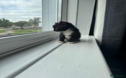 Mixed Breed cats for sale: Mixed kittens for sale - Image 33