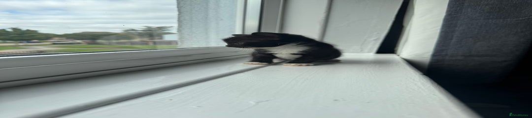 Milo
