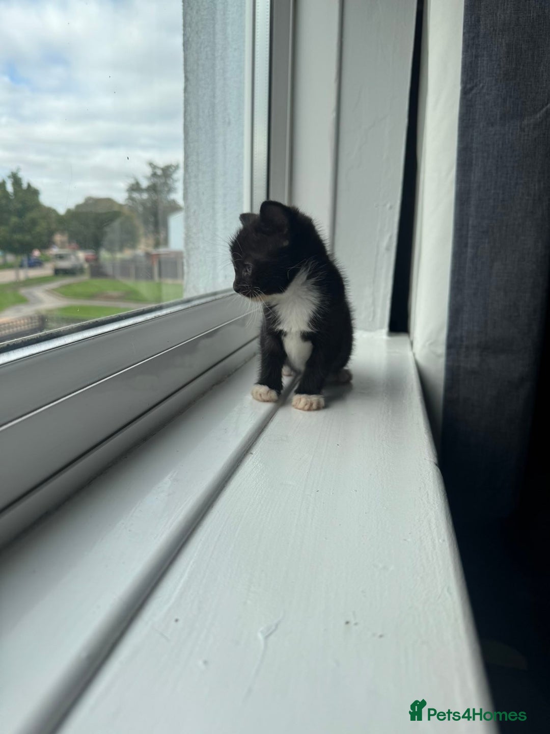 Mixed Breed cats for sale: Mixed kittens for sale - Image 33