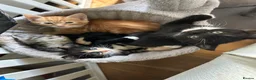 Mixed Breed cats for sale: Playful kittens and mother - Advert 13