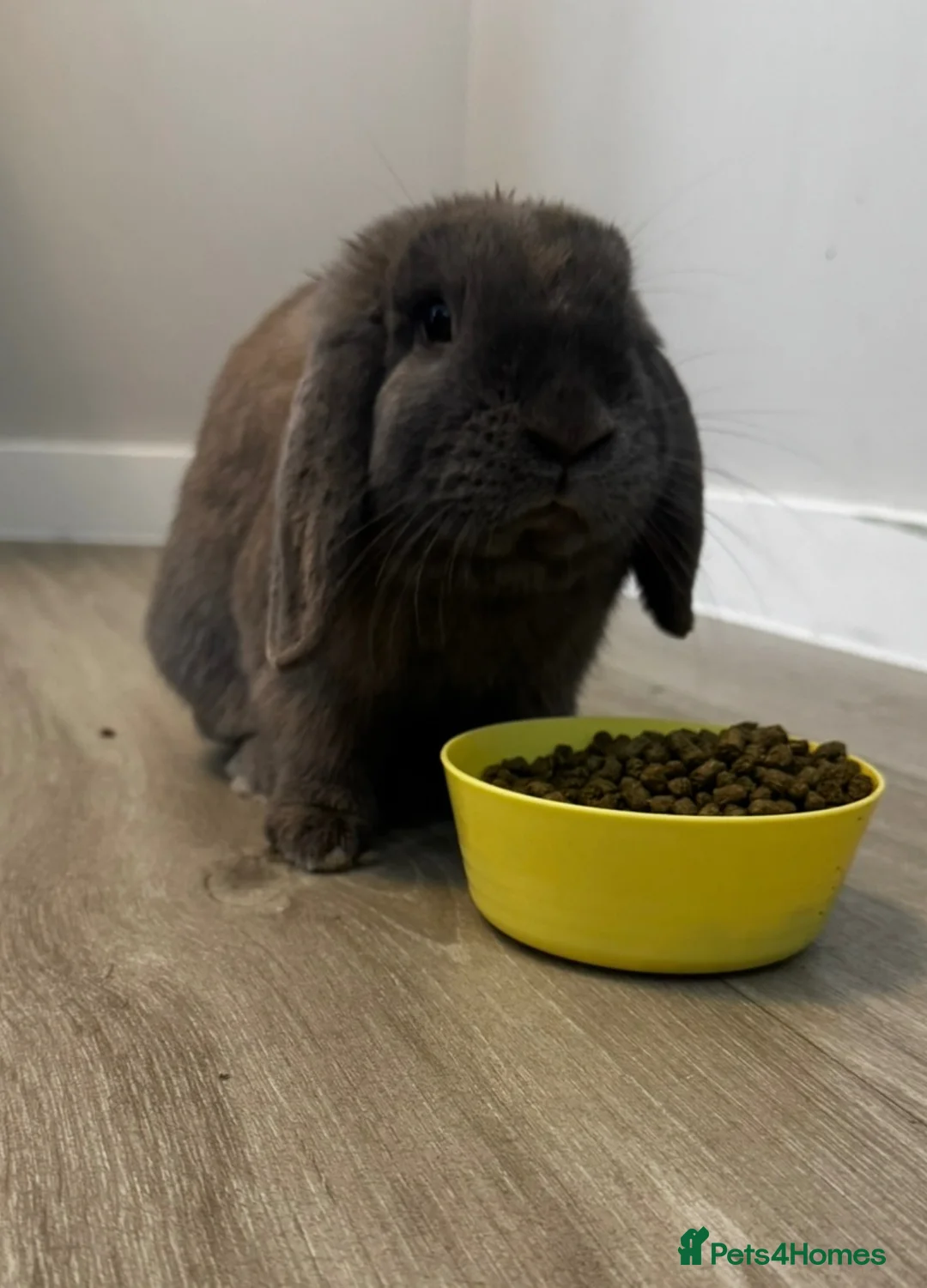 Mini Lop rabbits for sale: Grey mini lop in Runcorn - Advert 2