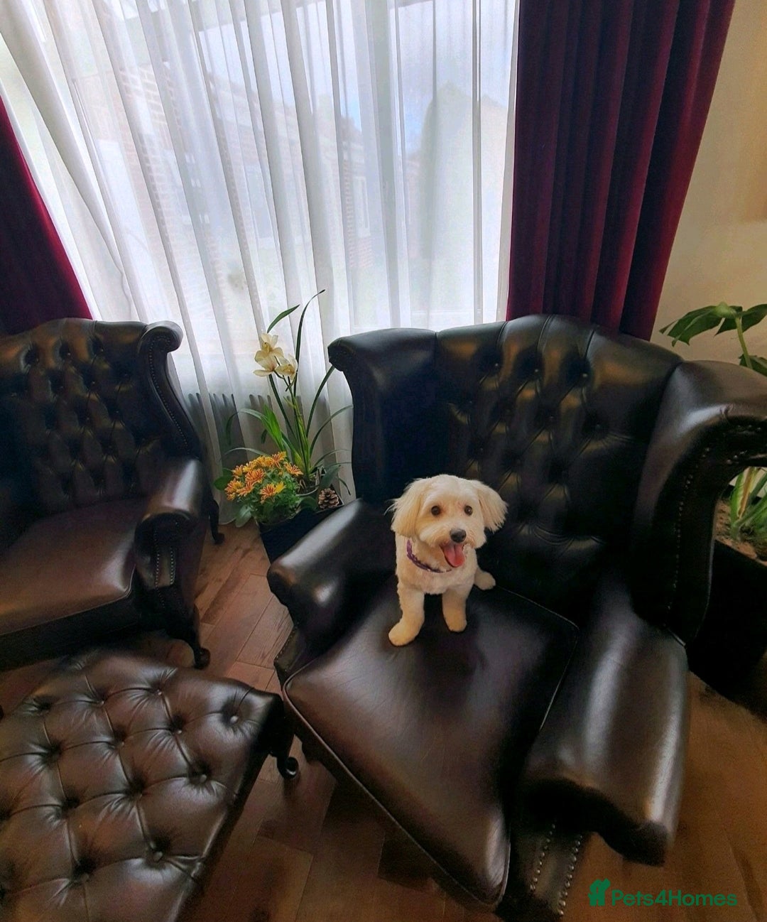 Maltese dogs for sale: 💙 Adorable Maltese Puppies for Sale - Image 16