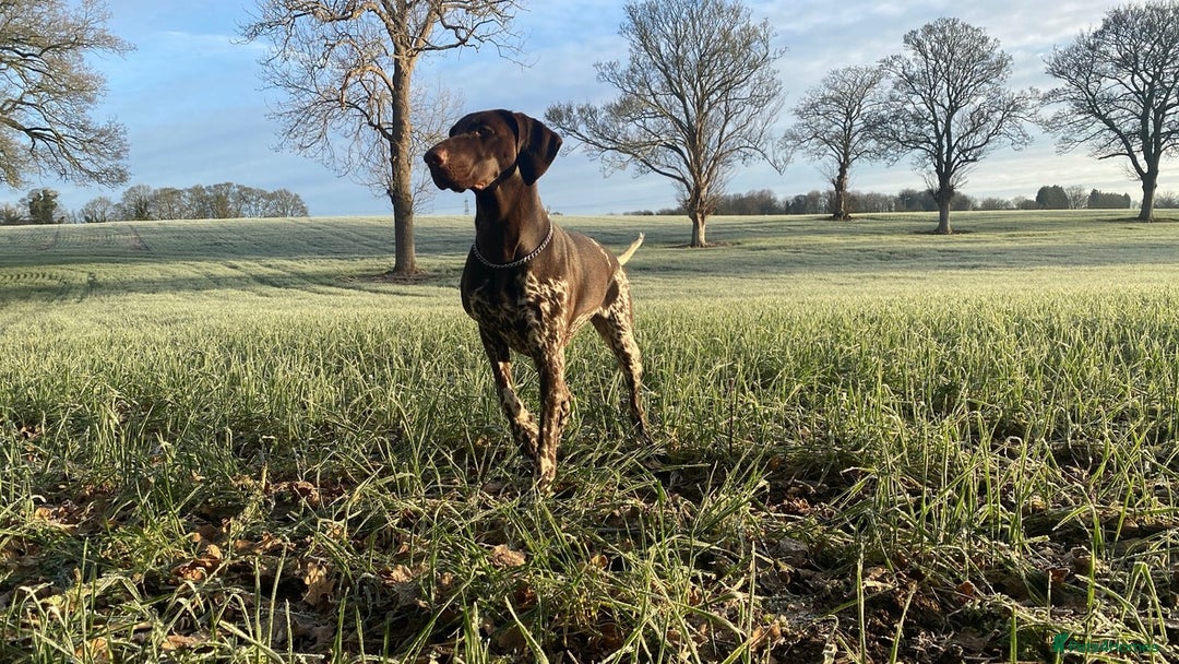 German Shorthaired Pointer dogs for sale: SENSEI-SAINTS German Shorthaired Pointers - Image 8