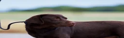 Labrador Retriever dogs for sale: Chocolate Stunning Female English Labrador 2yrs   - Advert 6