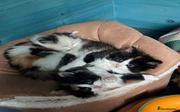 Persian cats for sale: Perfect little 3/4 Persian kittens 🐱  - Advert 6