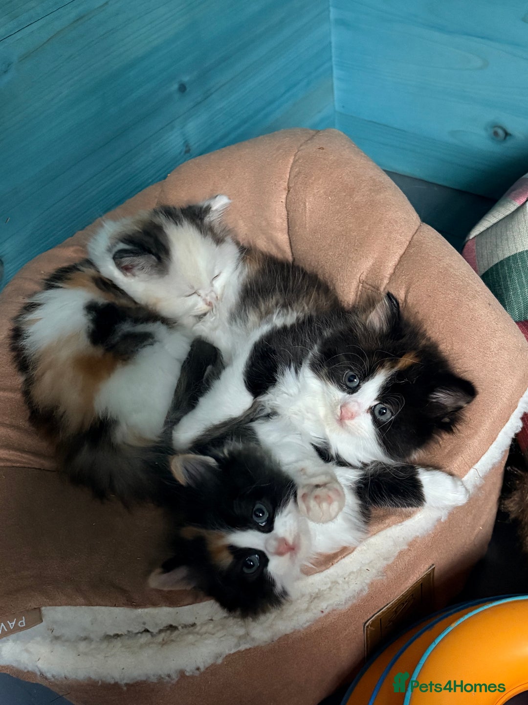 Persian cats for sale: Perfect little 3/4 Persian kittens 🐱  - Advert 6