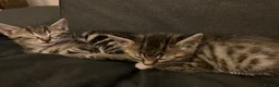 Domestic Shorthair cats for sale: Tabby kittens brothers  in London - Advert 5