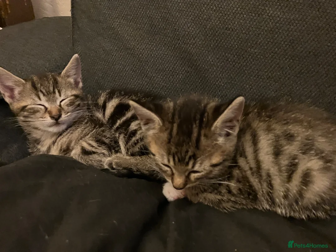 Domestic Shorthair cats for sale: Tabby kittens brothers  in London - Advert 5