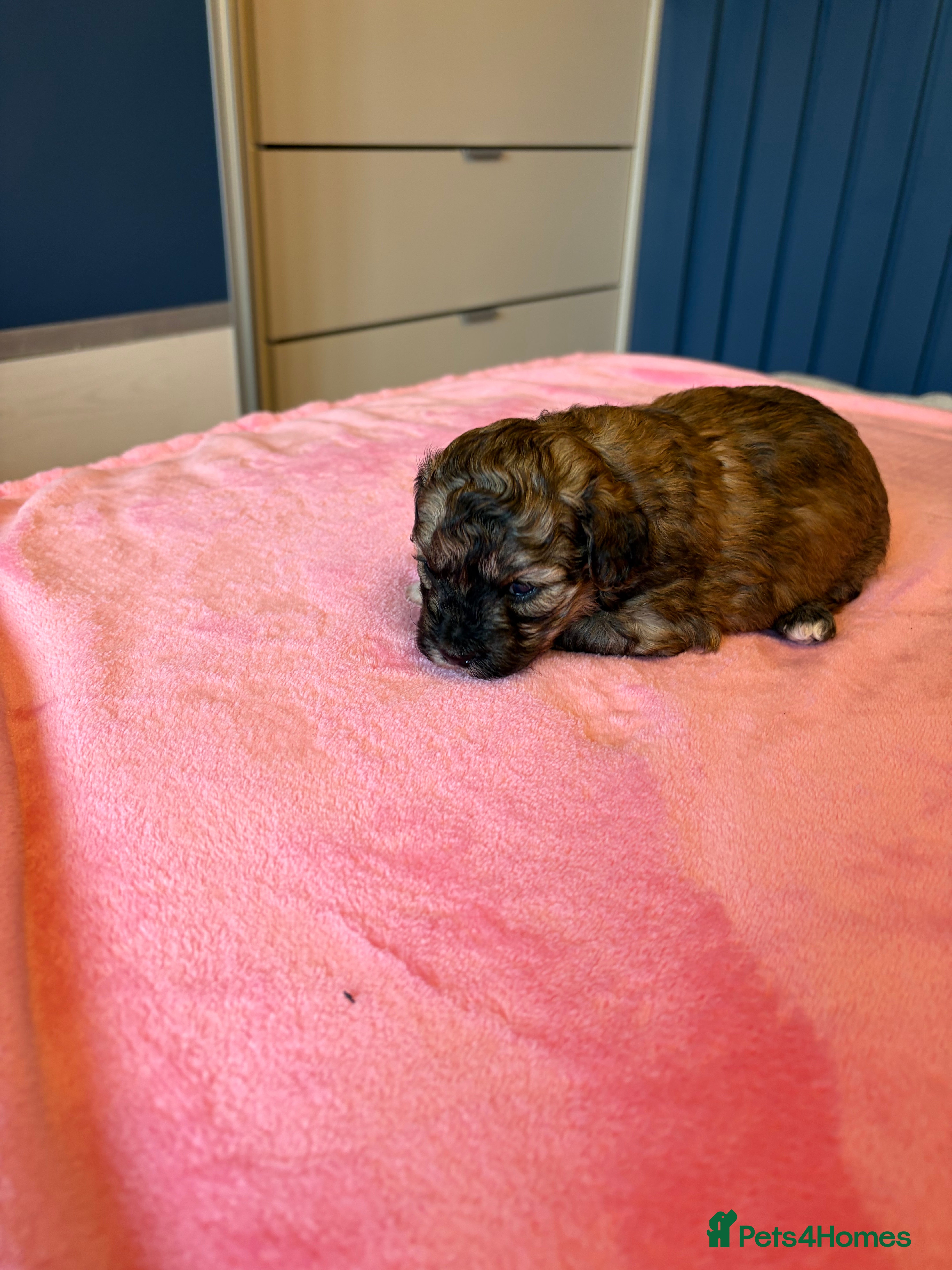 Shihpoo dogs for sale: Joanna Flynn  - Advert 2