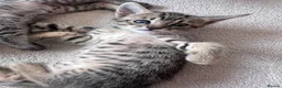 Savannah cats for sale: LAST KITTEN AVAILABLE🏆F4 TICA Registered Savannah - Advert 32
