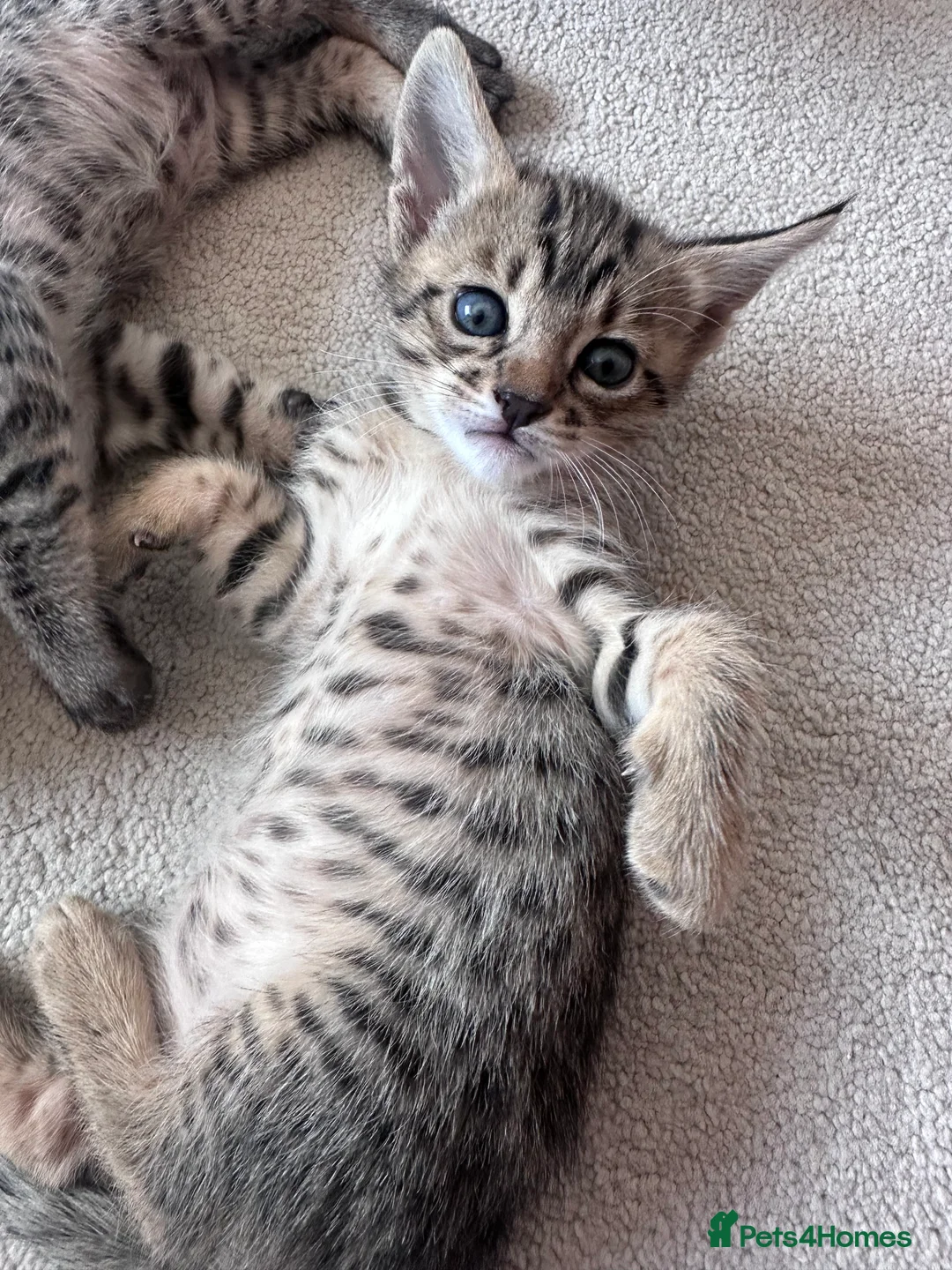 Savannah cats for sale: LAST KITTEN AVAILABLE🏆F4 TICA Registered Savannah - Advert 32