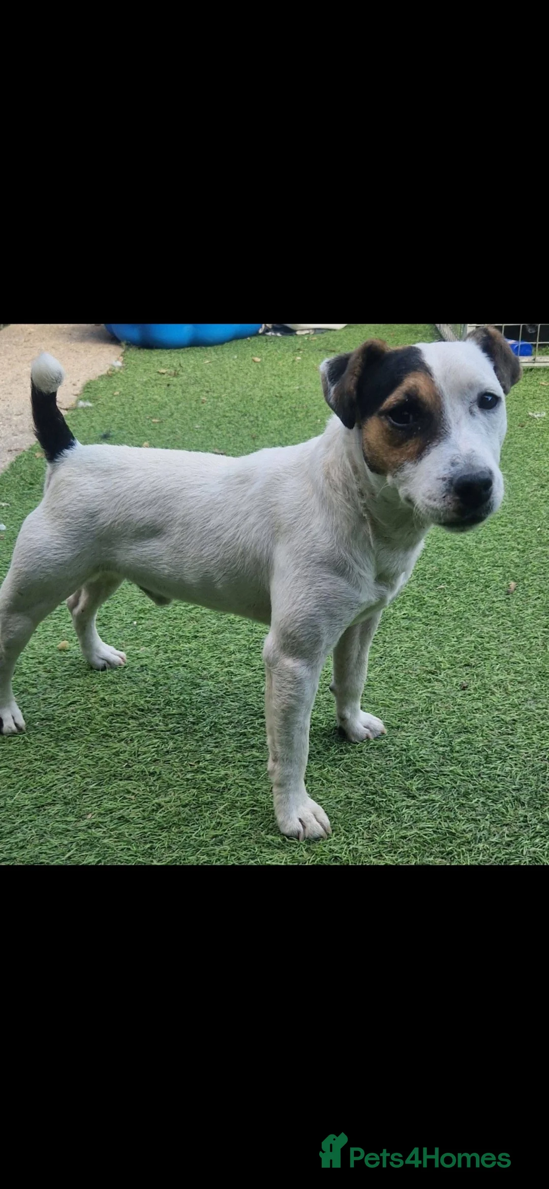 Jack Russell dogs for sale: 2 lovely boys available  - Advert 8