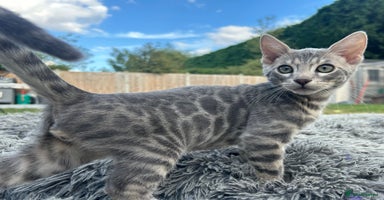 Bengal cats - Advert 10