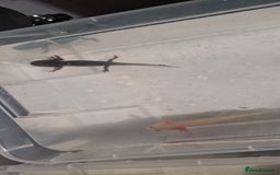 Axolotl reptiles for sale: 3 axolotls - Advert 2