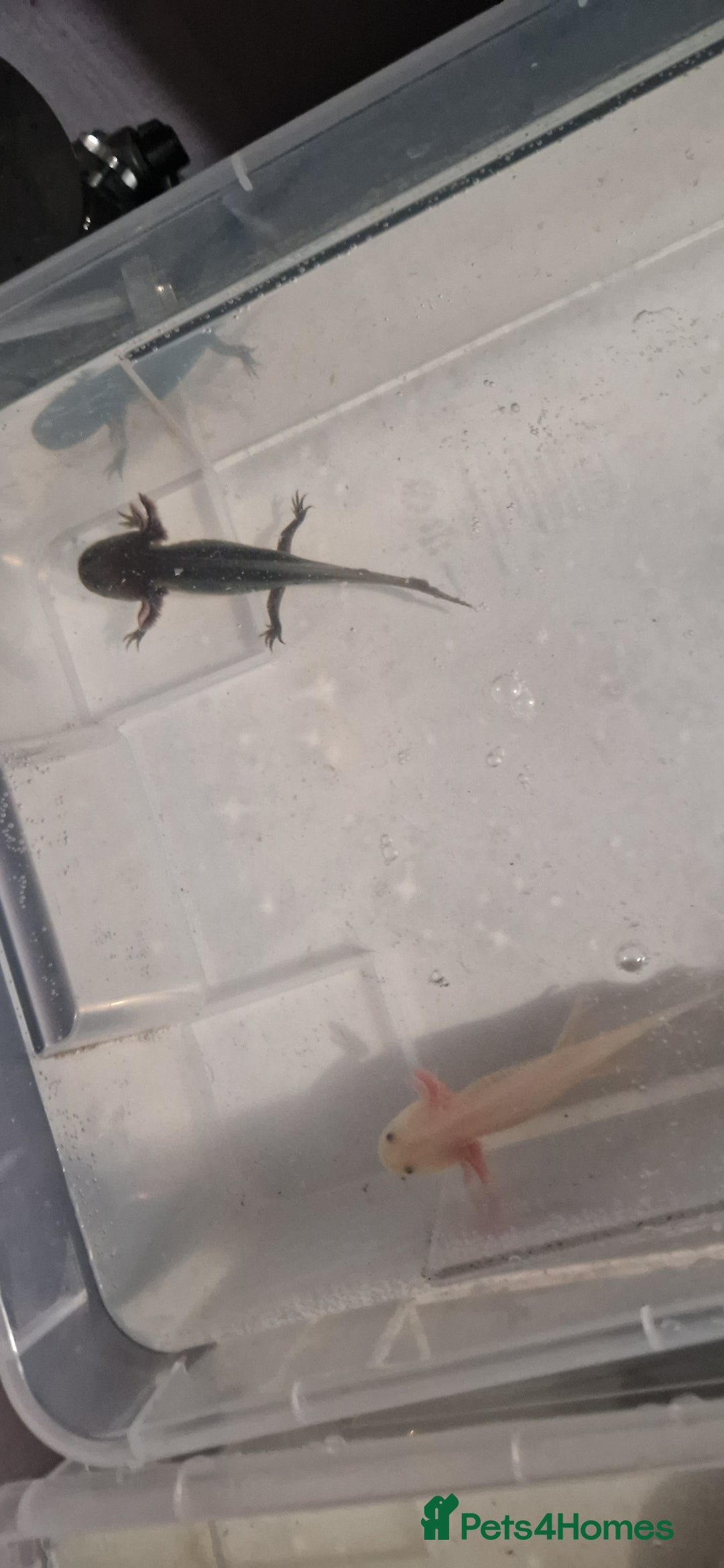 Axolotl reptiles for sale: 3 axolotls - Advert 2