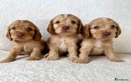 Cocker Spaniel dogs for sale: Show cockers kc registered simbawood lines - Image 4
