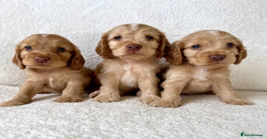 Cocker Spaniel dogs - Advert 7