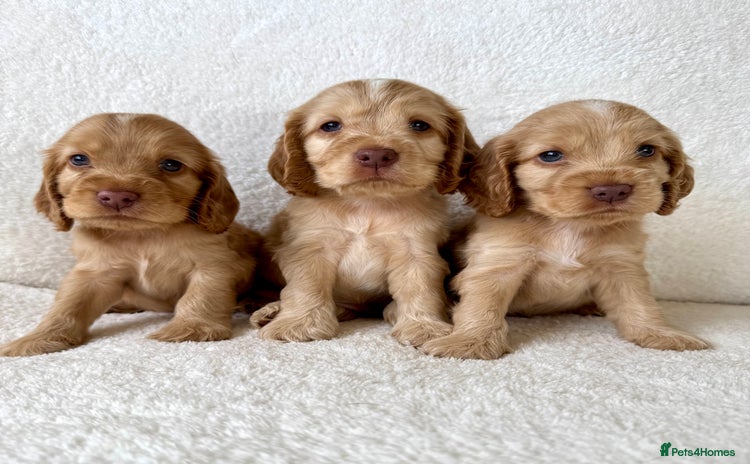 Cocker Spaniel dogs - Advert 6