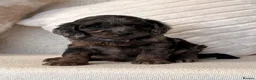 Cockapoo dogs for sale: Beautiful Cockapoo puppies  - Advert 8