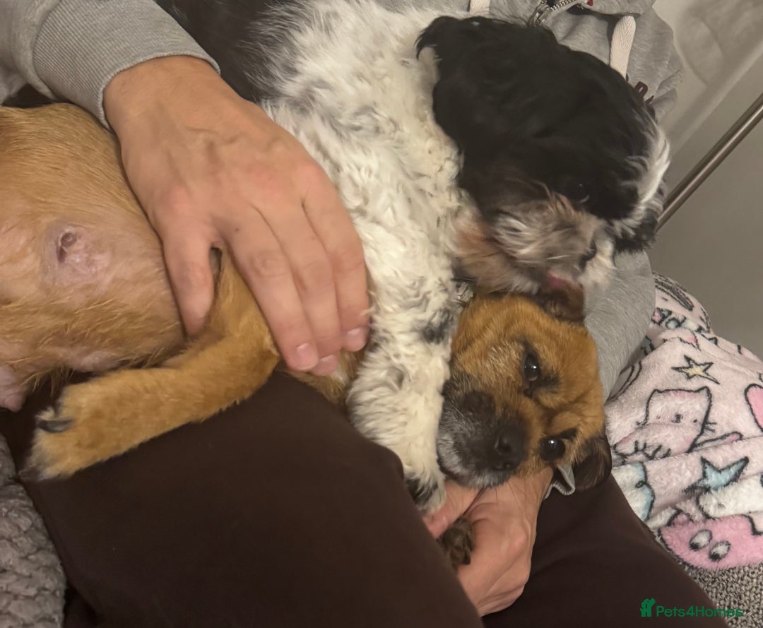 Mixed Breed dogs for sale: Shih Tzu cross patterdale pups - Advert 2