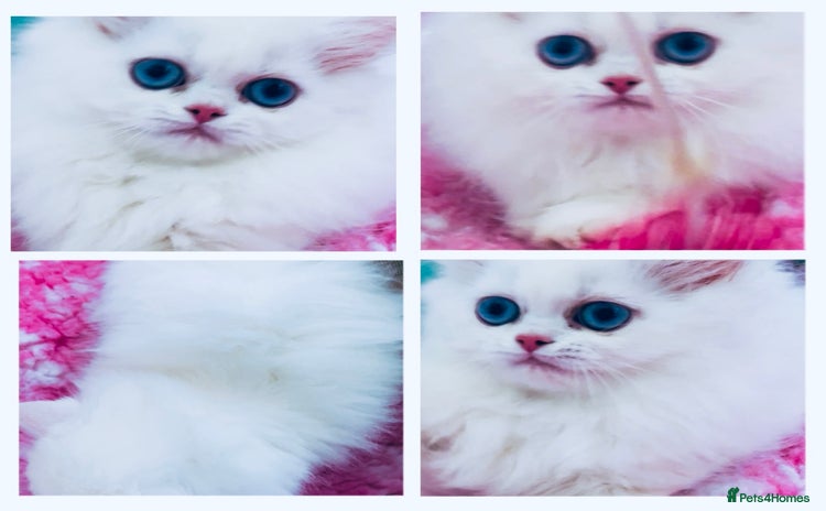 Persian cats - Advert 1