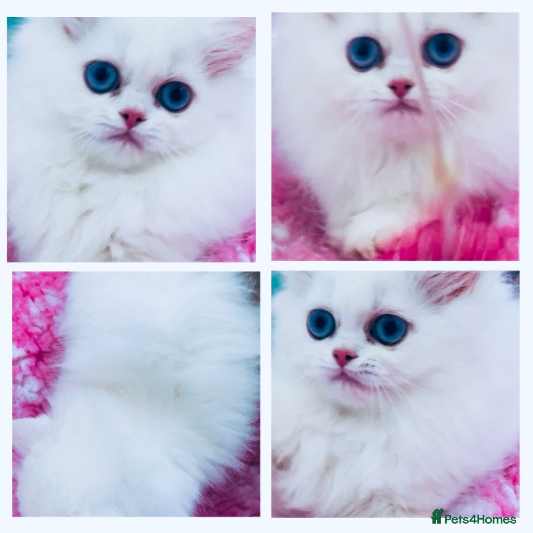 Persian cats for sale: Pure White Persian Girls BLUE EYES & full hearing - Image 1