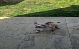 American Bully dogs for sale: American pocket bully - Image 6