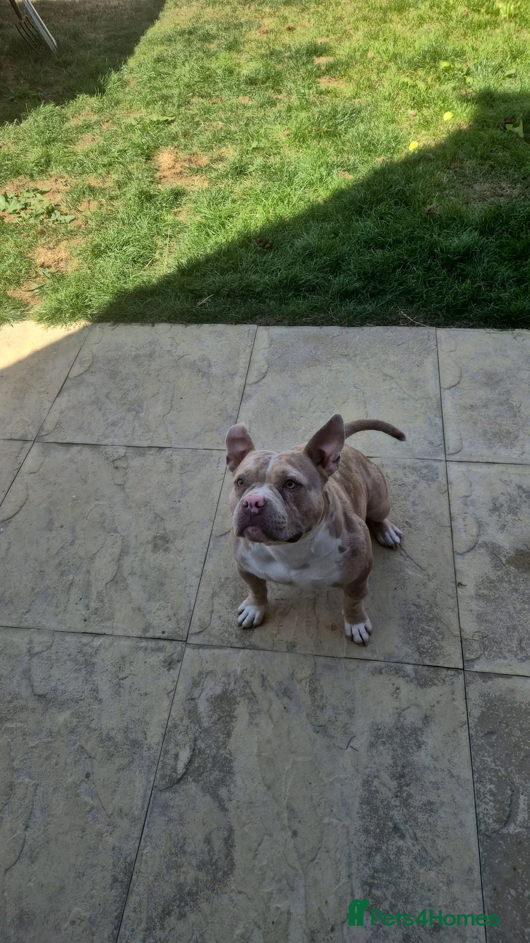 American Bully dogs for sale: American pocket bully - Image 6