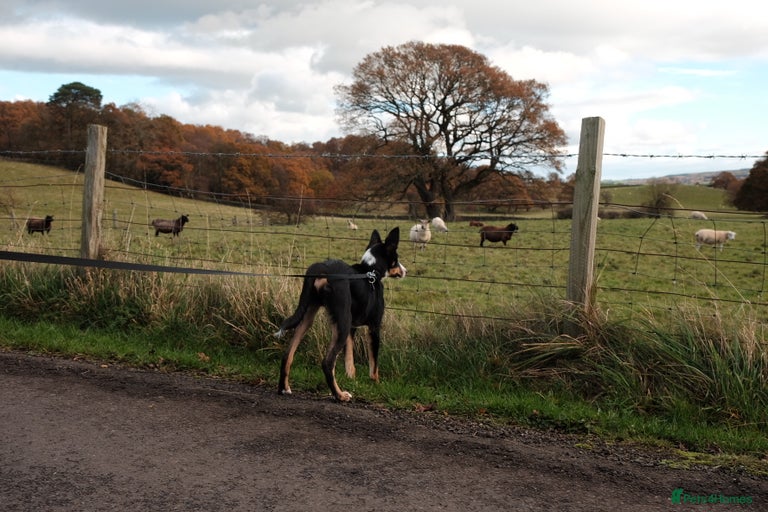 Gallery Image {{count}}