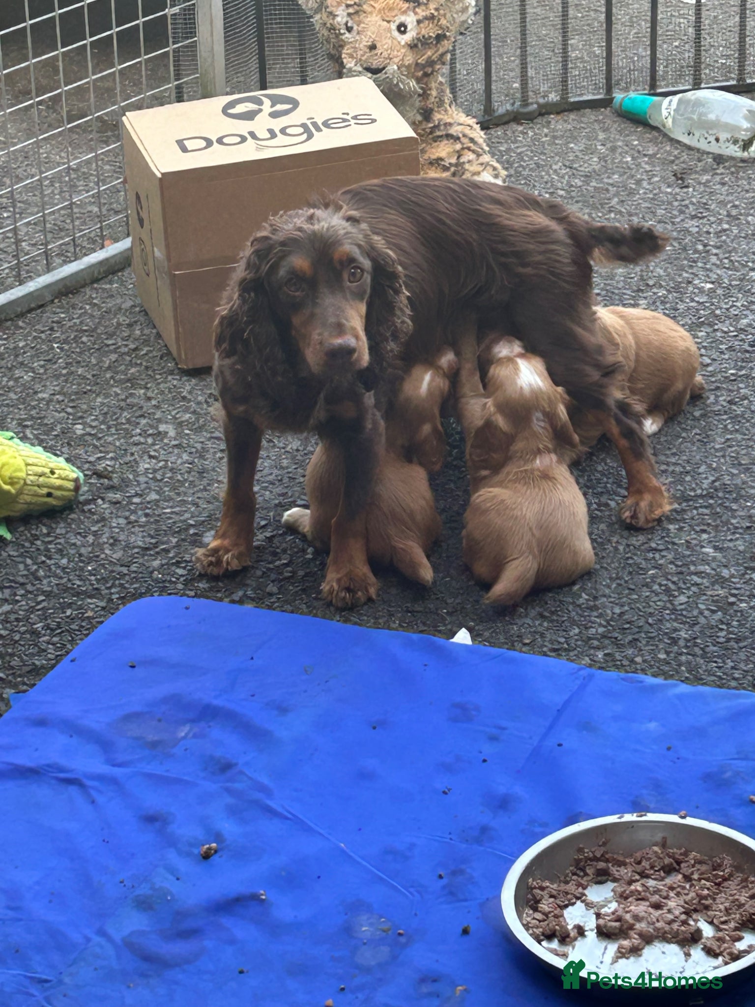 Cocker Spaniel dogs KC registered golden cocker spaniels  - Advert 2