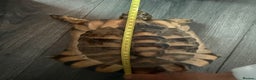 Tortoise reptiles for sale: Marinated tortoise  - Advert 4