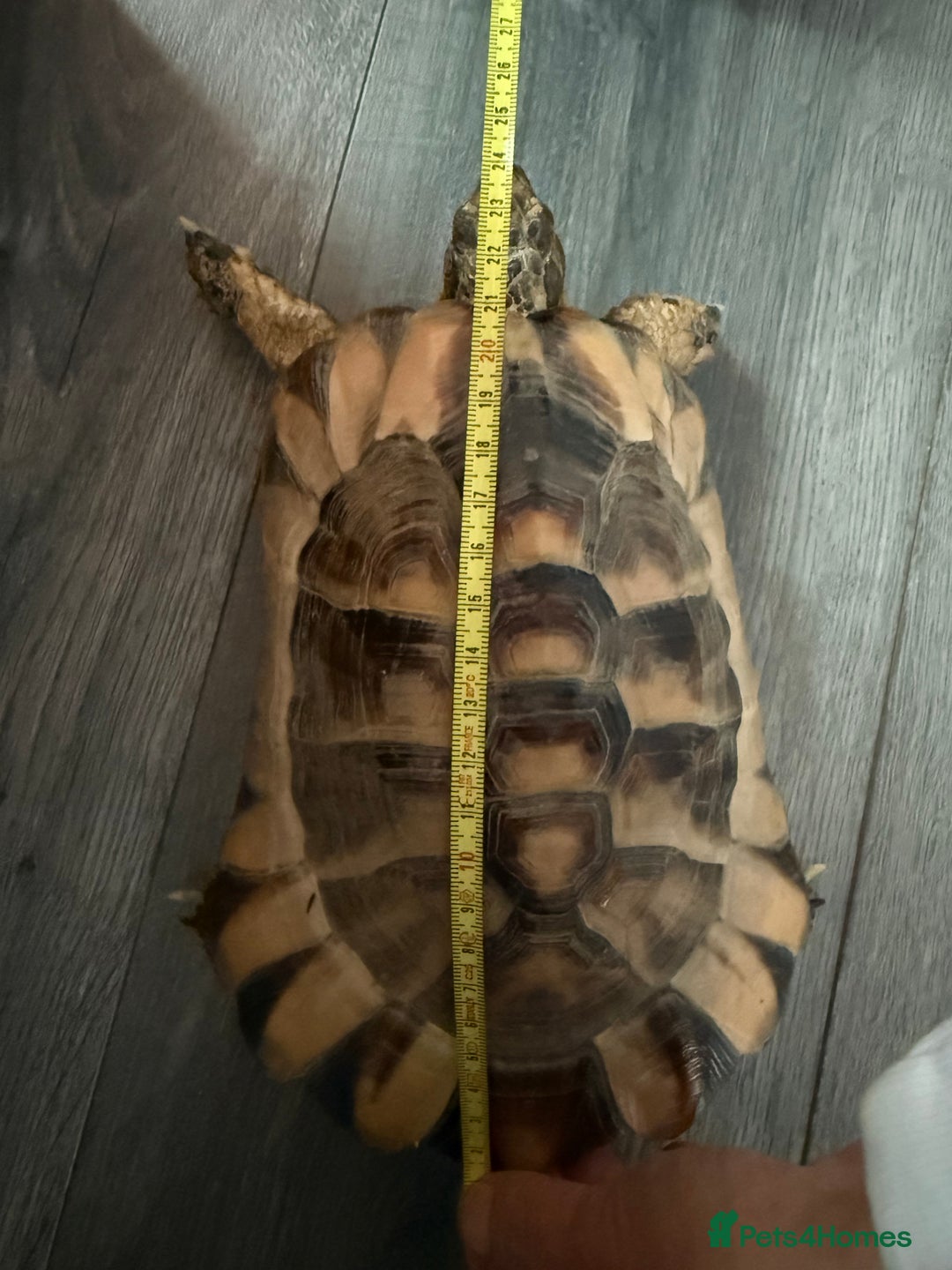 Tortoise reptiles for sale: Marinated tortoise  - Advert 4